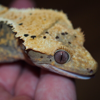 EUC World | GeckoRS's tur: Bydgoszcz
